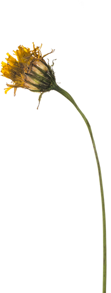 Hand Pressed Flora
